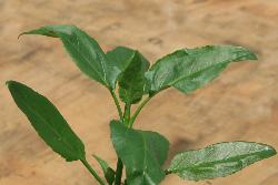 Image: Trevor James © Trevor James 